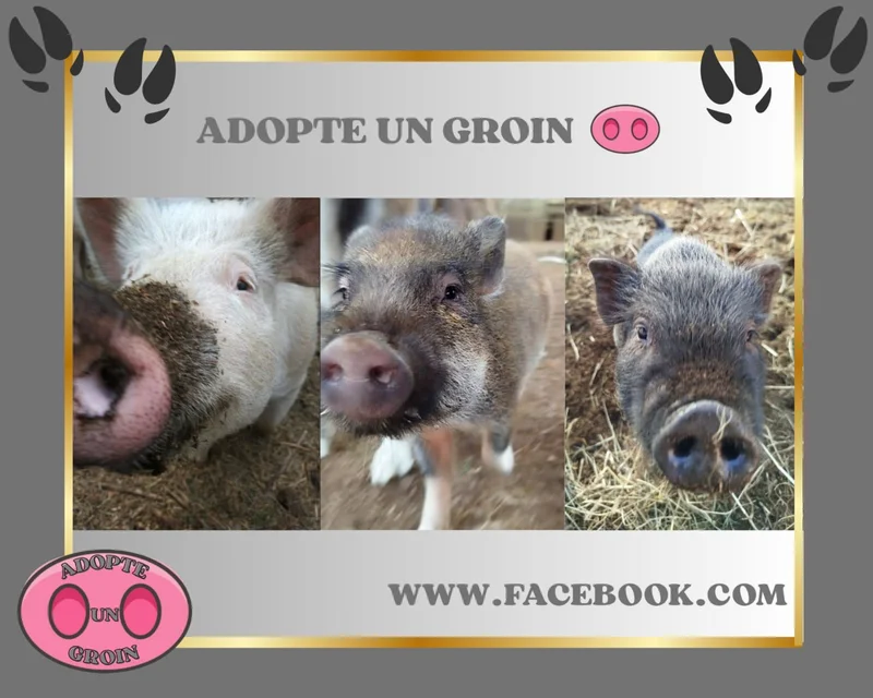Cochon souriant dans un pré
