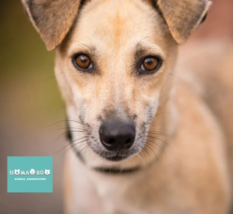 Un chien et un chat se reposant paisiblement